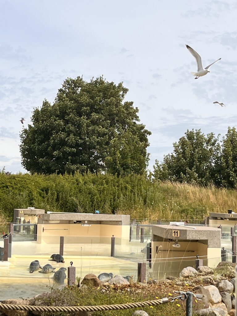 Kegelrobben in der Seehundstation in Friedrichskoog