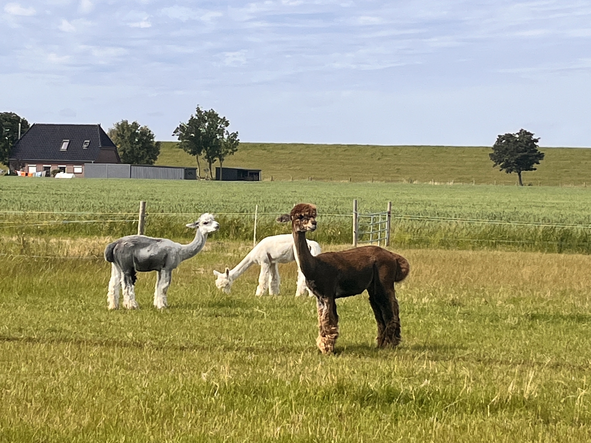 Alpakas auf grüner Wiese